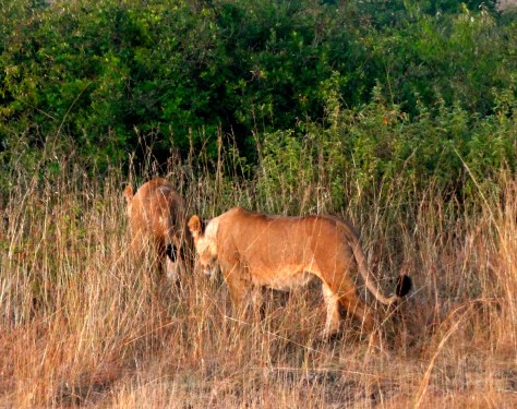 2lionesses.adisa2015K